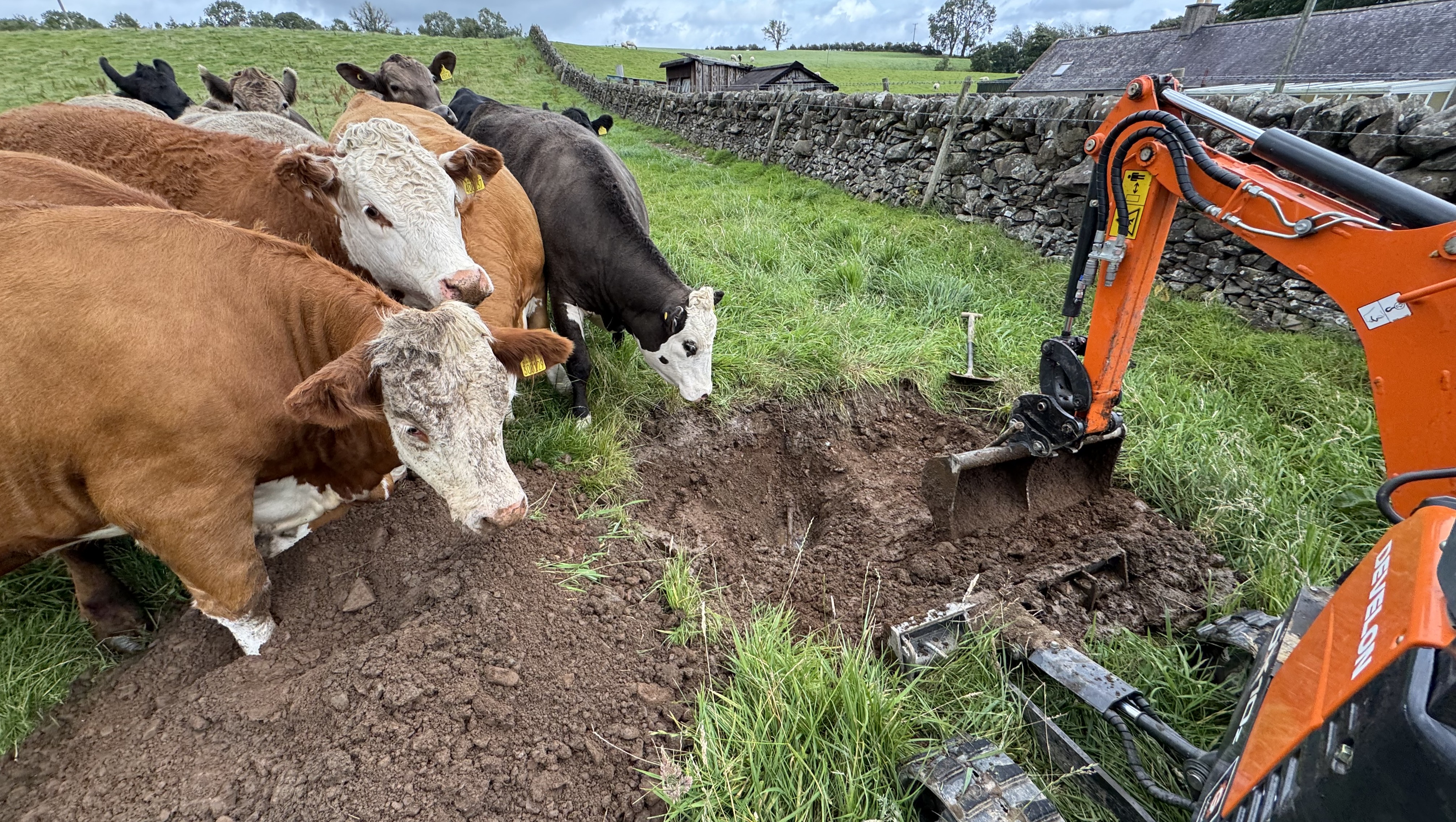 JF Groundworks excavator carrying out sewer line repair and drainage excavation beside farmland in Dumfries and Galloway