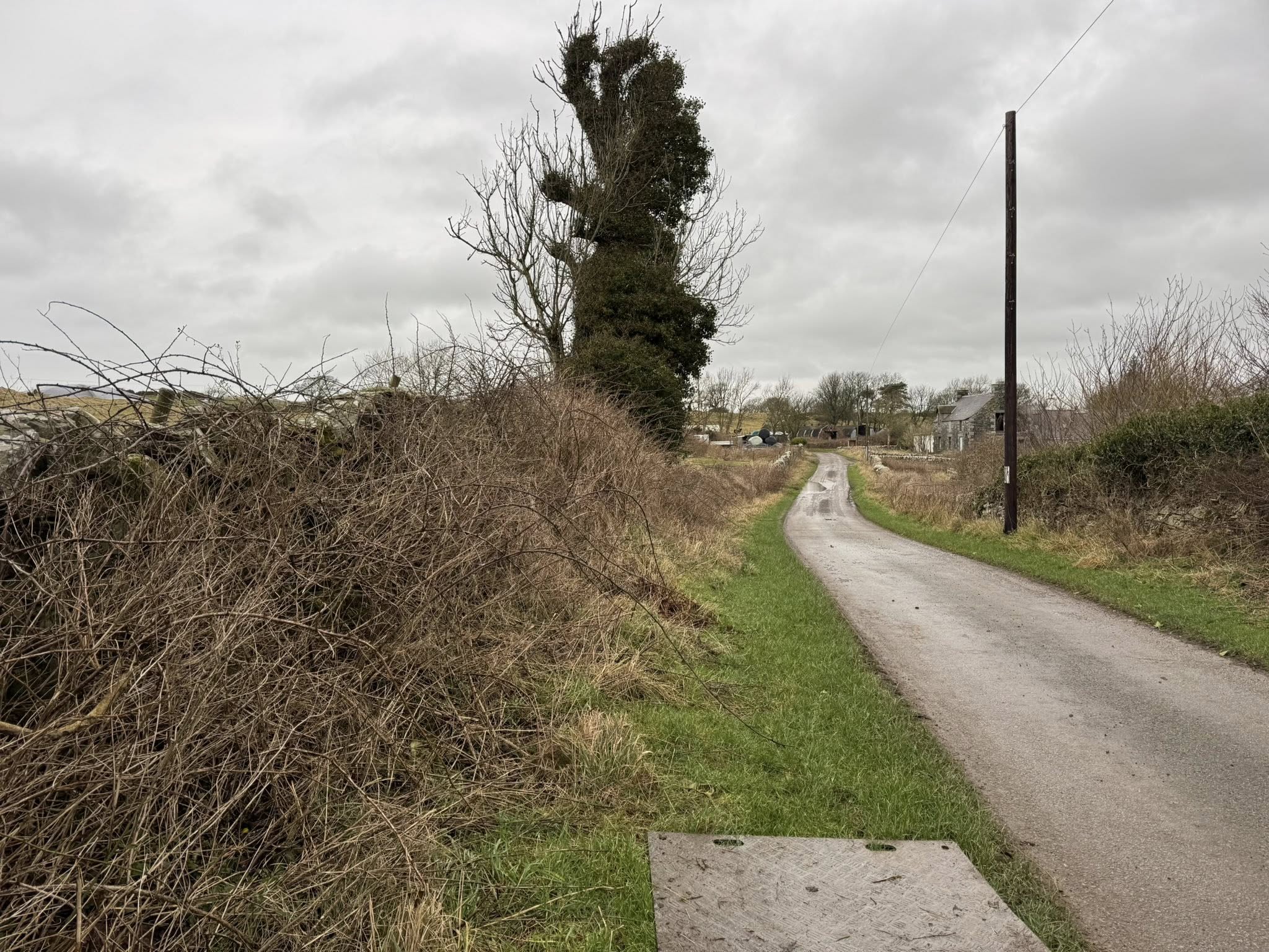 Roadside overgrowth before clearance in Dumfries and Galloway showing dense briars and restricted access before JF Groundworks carried out the work