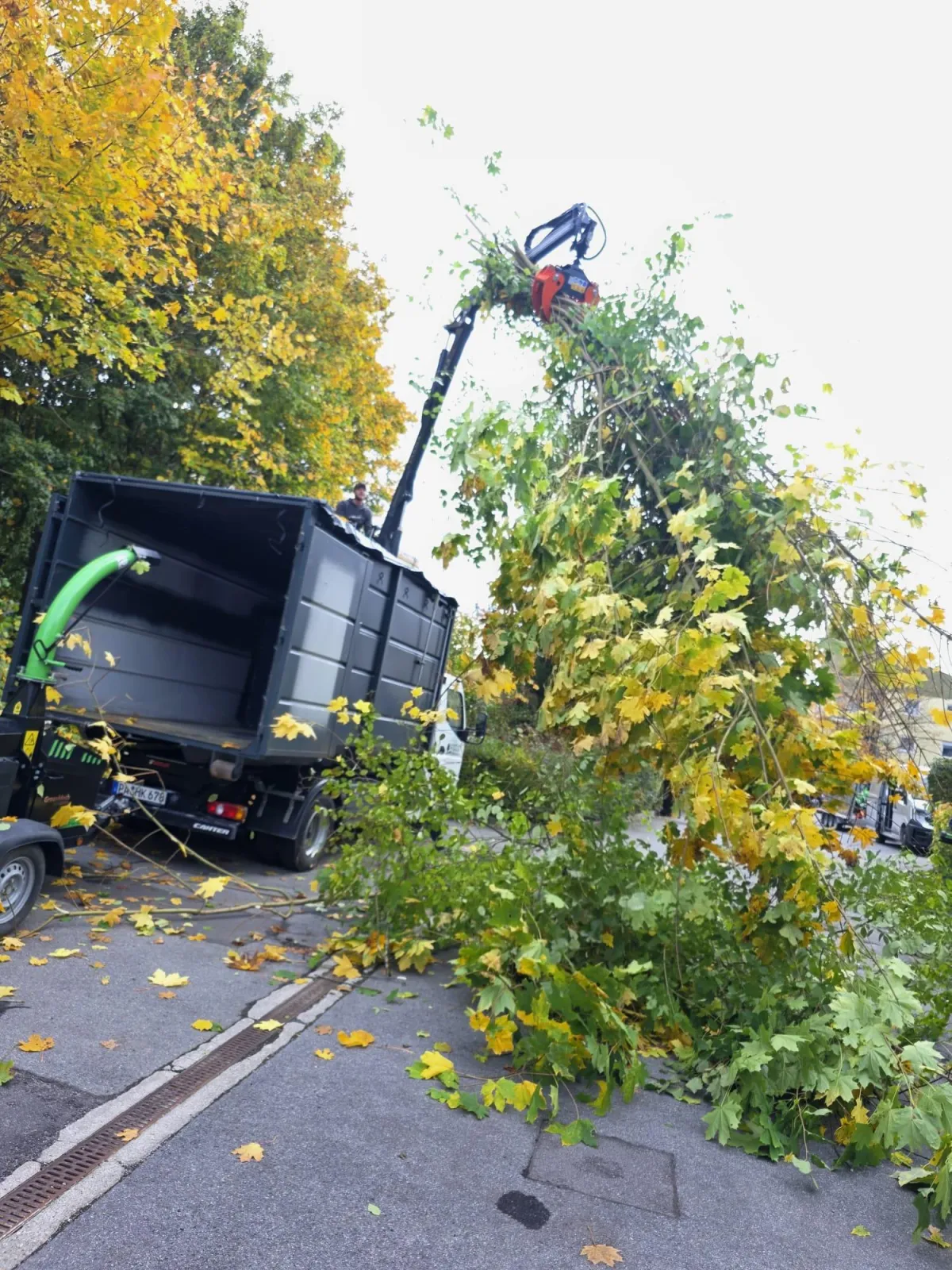 Baum- und Heckenpflege