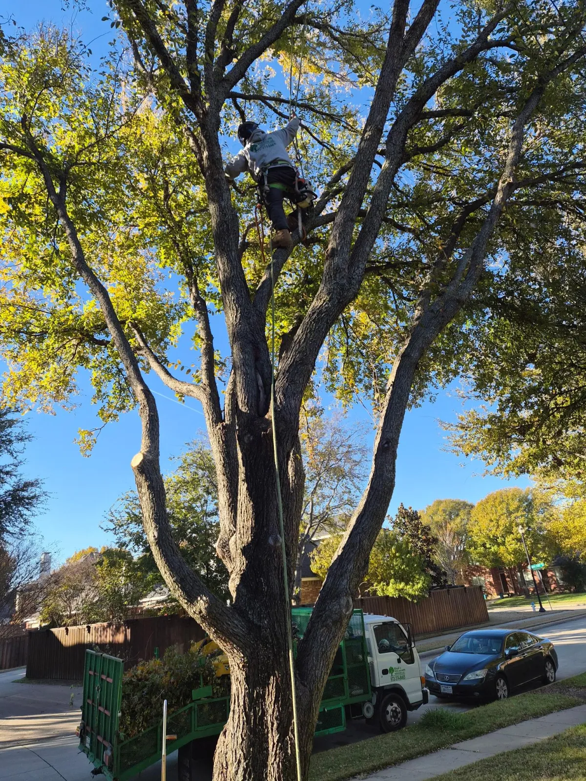 Tree Trimming Baldwin County
