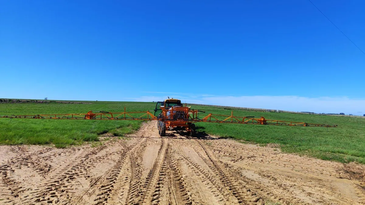 a herd of cows standing on top of a lush green field