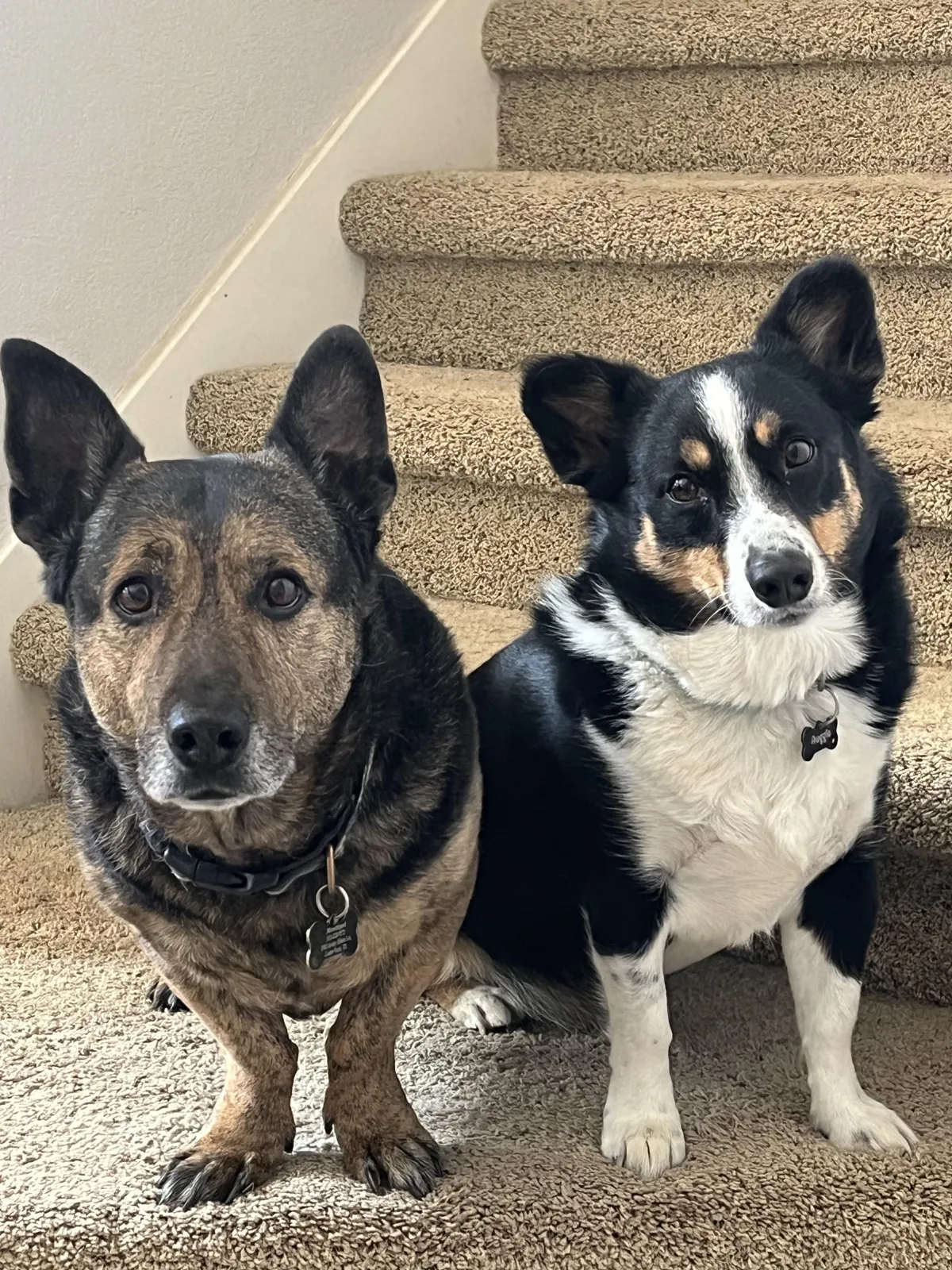 dogs
