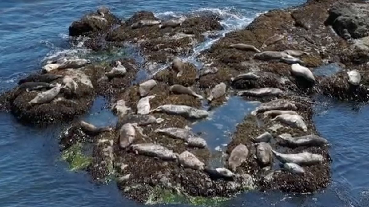 えりも岬の島々に住むゼニガタアザラシ