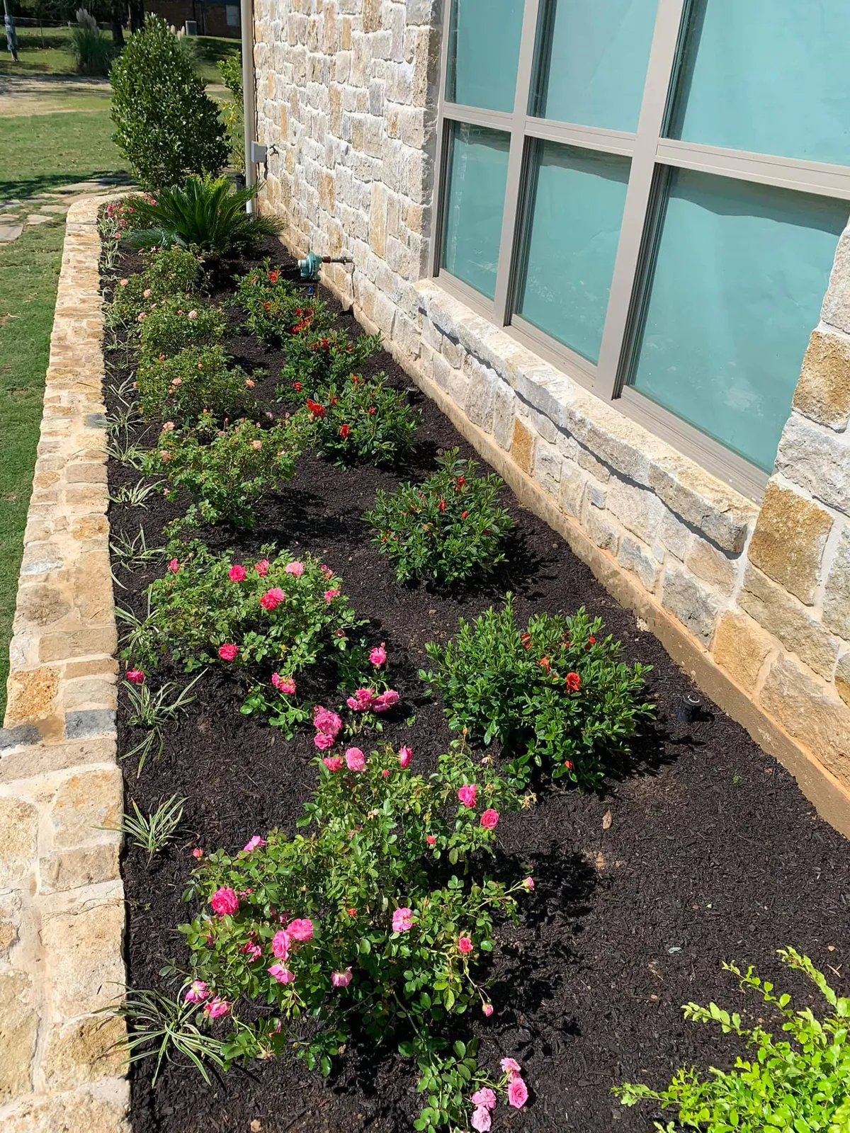 New flower bed with rose bushes and fresh mulch along a stone home in Tyler TX