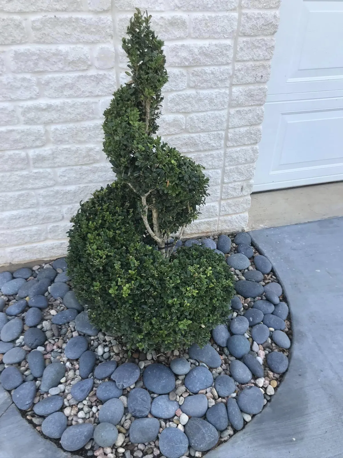 Spiral trimmed boxwood topiary in a river rock bed beside a garage