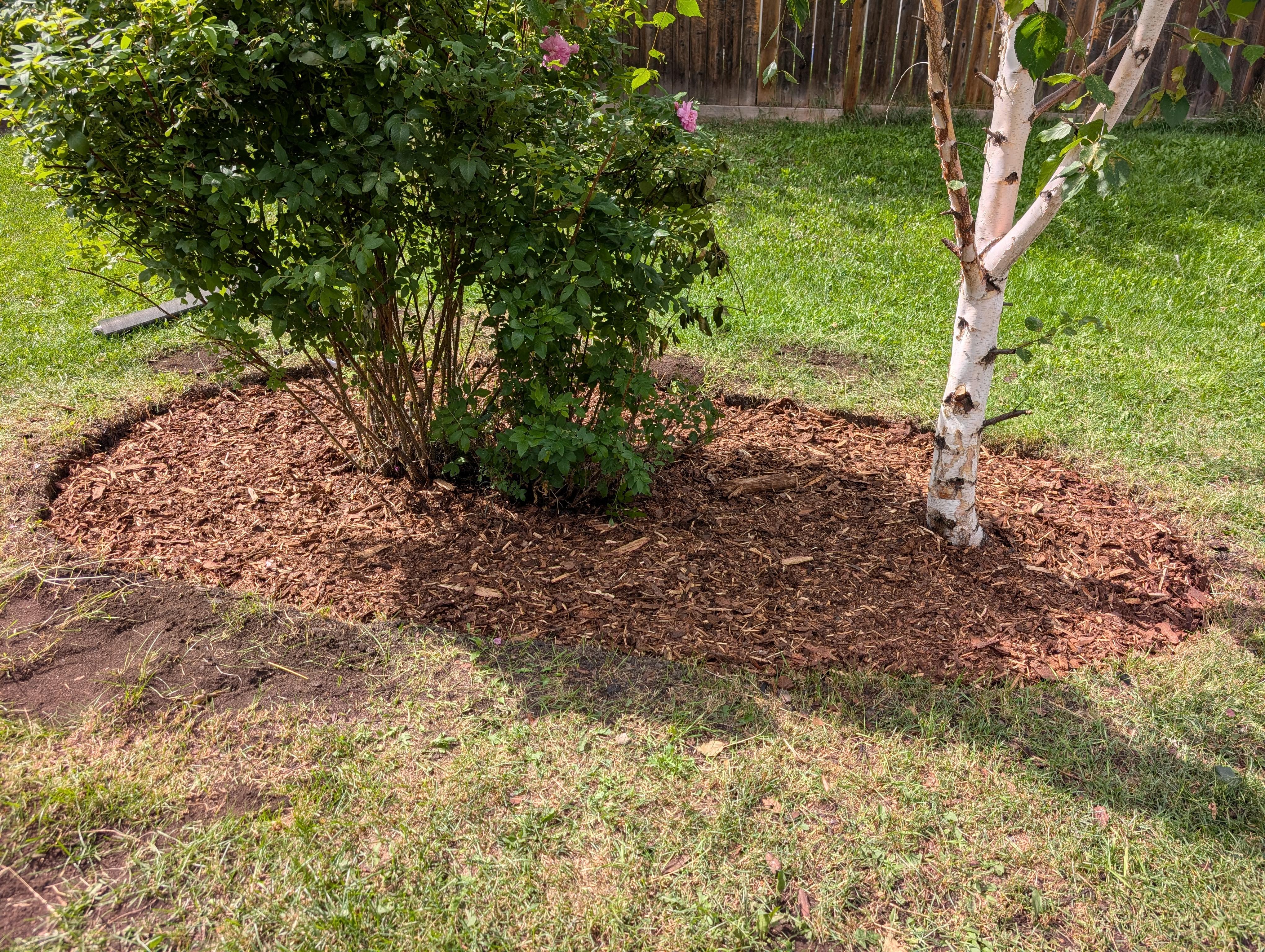 A modern landscape showing healthy plants insulated by fresh premium mulch