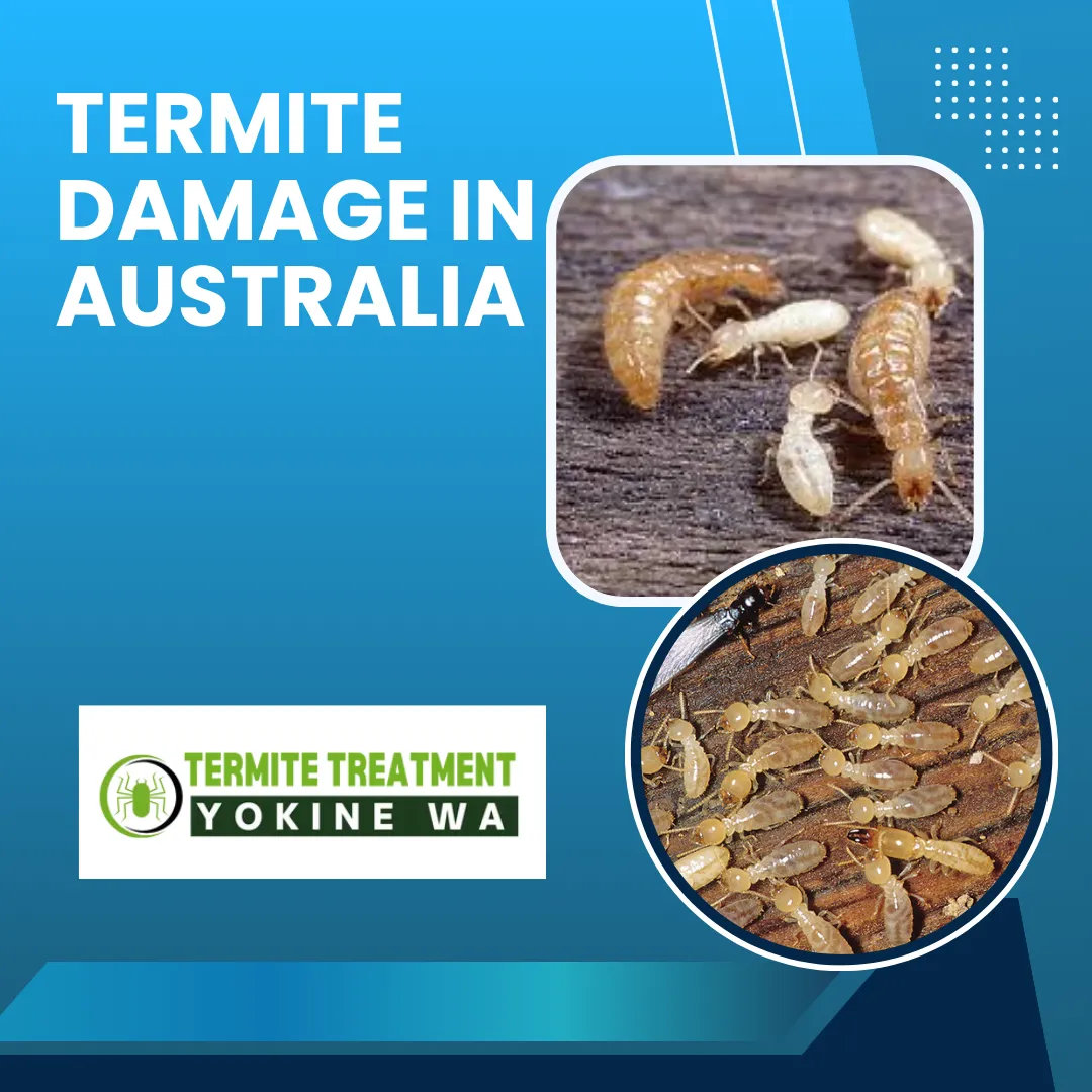 Termites damaging wooden structure in Australia
