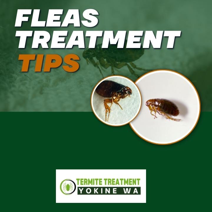 Fleas treatment for safe pets.