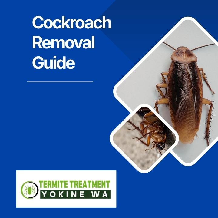 Cockroach control treatment
