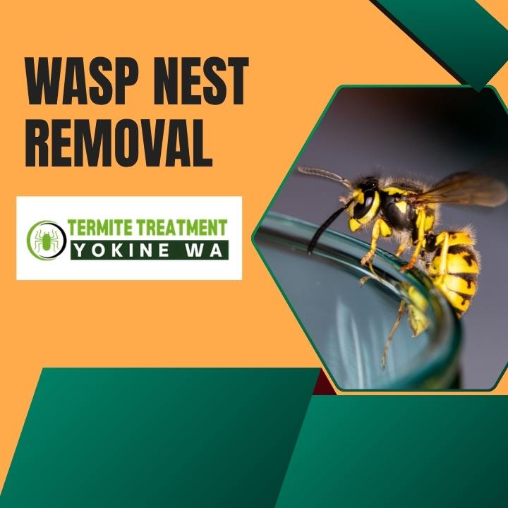 Safe wasp control