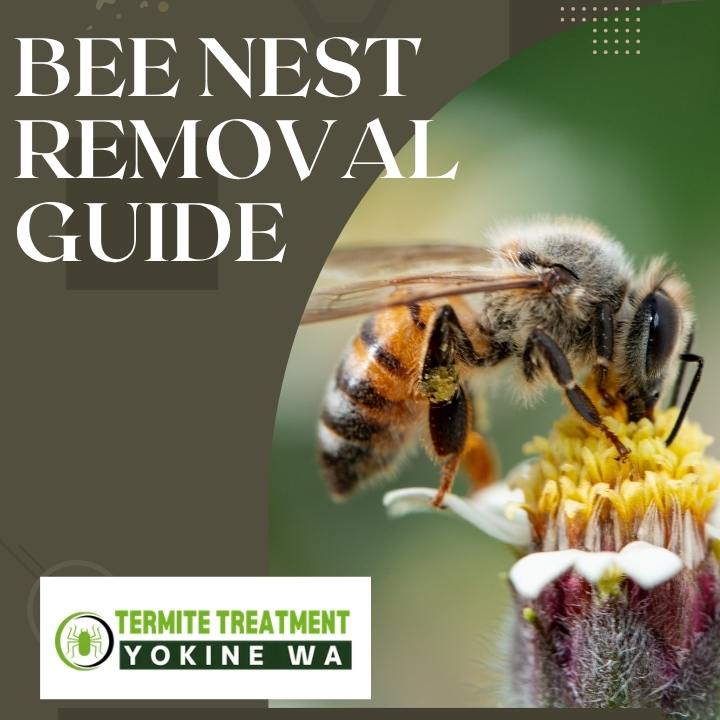 Safe Bee Removal