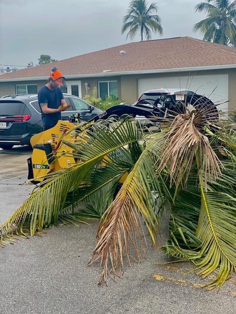 Tree Removal and Stump Grinding Fort Myers