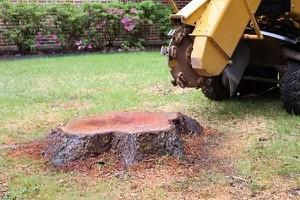 Tree Service and Stump Grinding