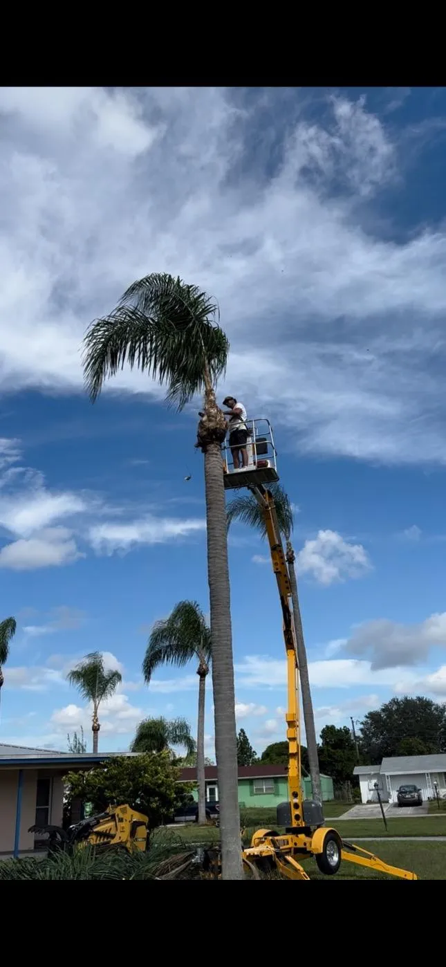 Tree Removal and Stump Grinding Cape Coral