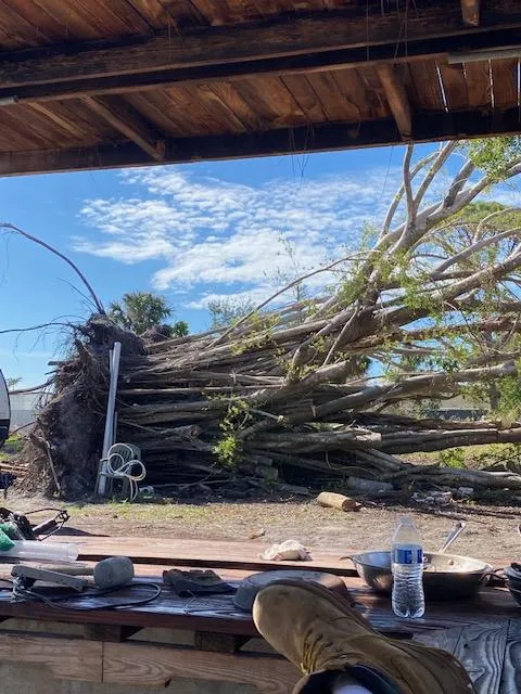 Tree Removal and Stump Grinding