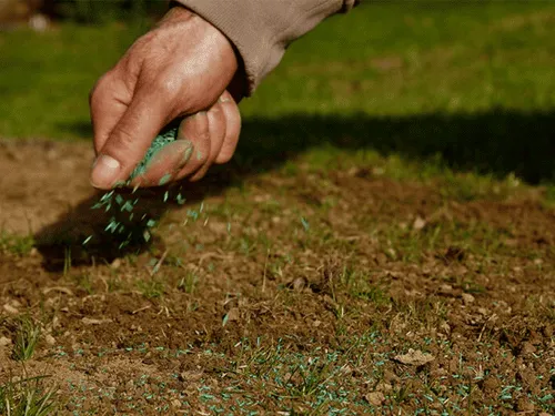 Overseeding in Pittsburgh
