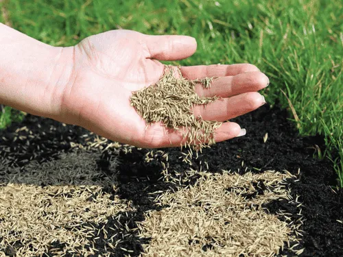 Grass Cutting Pittsburgh