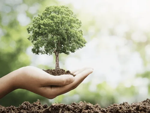 Tree Planting in Pittsburgh