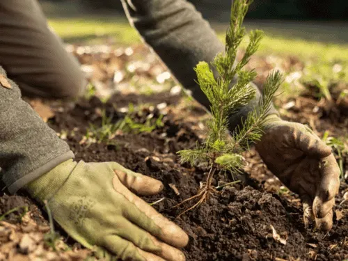 Ross Township Tree Planting