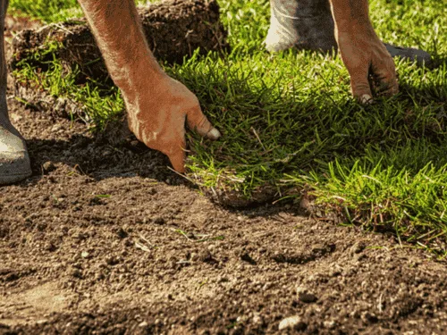 Tree Planting Pittsburgh