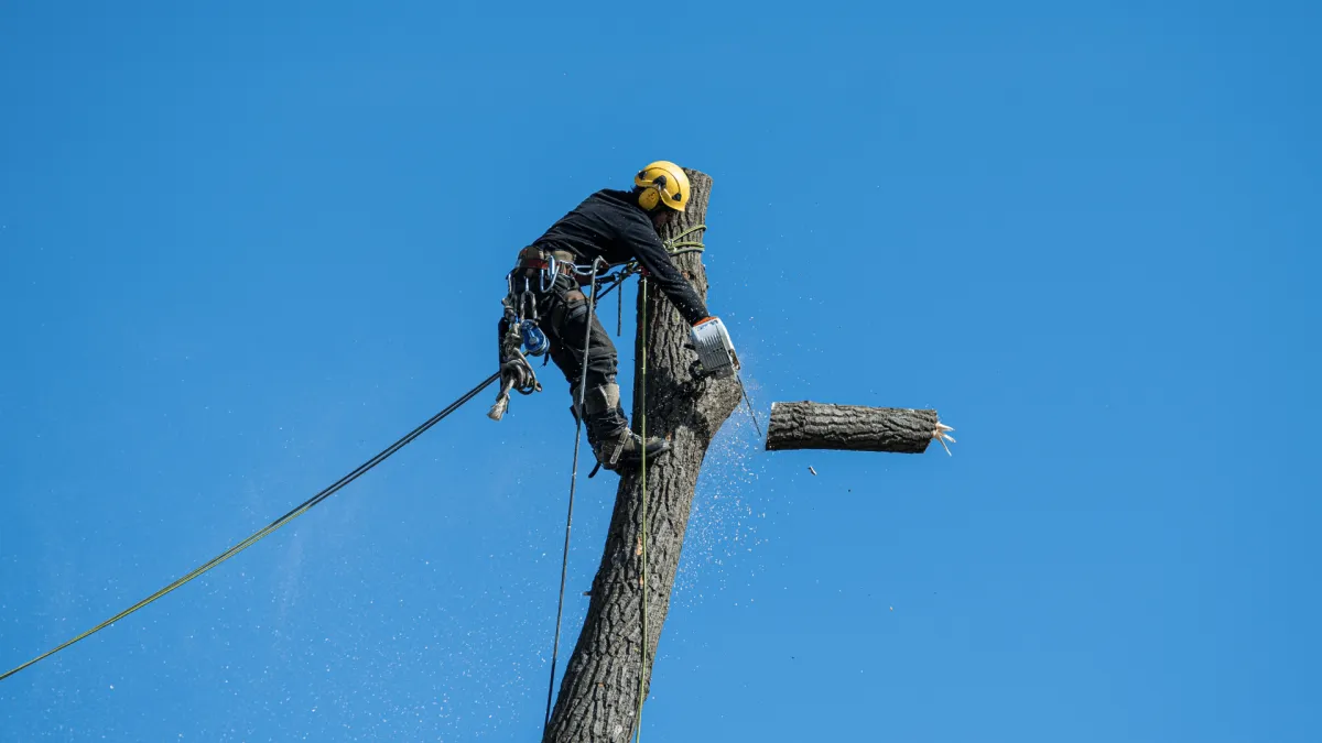 Tree Removal