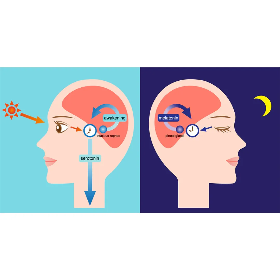 daytime and nightime