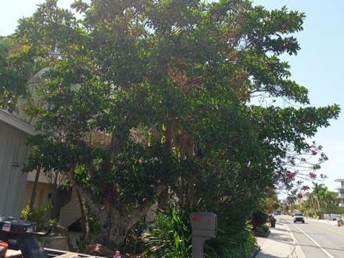  Emergency Tree Services