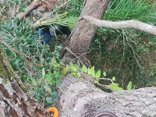 Tree Pruning Nashville