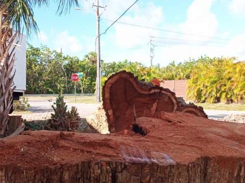 Emergency Tree Services 