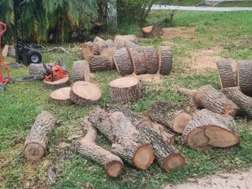 Dickson Tree Trimming