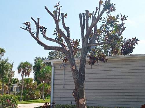 Emergency Tree Services Nashville