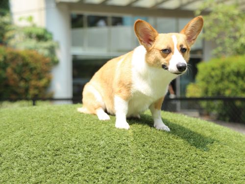 Pet Areas in West Palm Beach