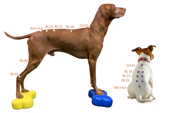 Acupressure for dogs