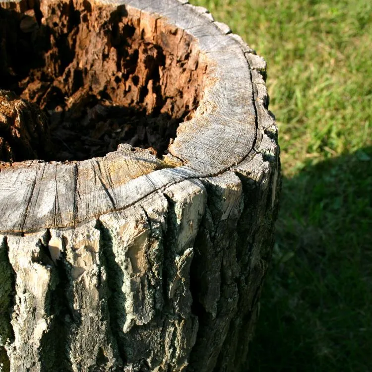 Tree stump