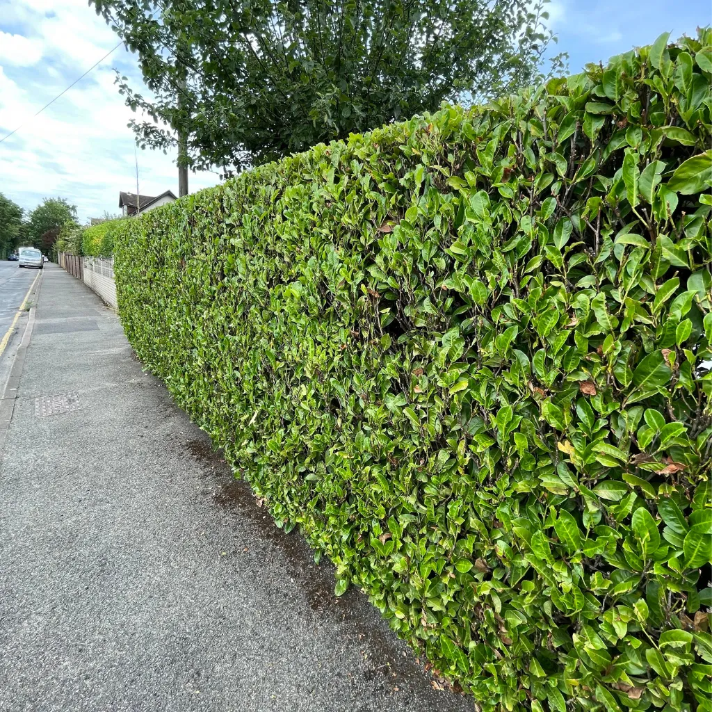 Landscaping in , Philipsburg, Sint Maarten.
