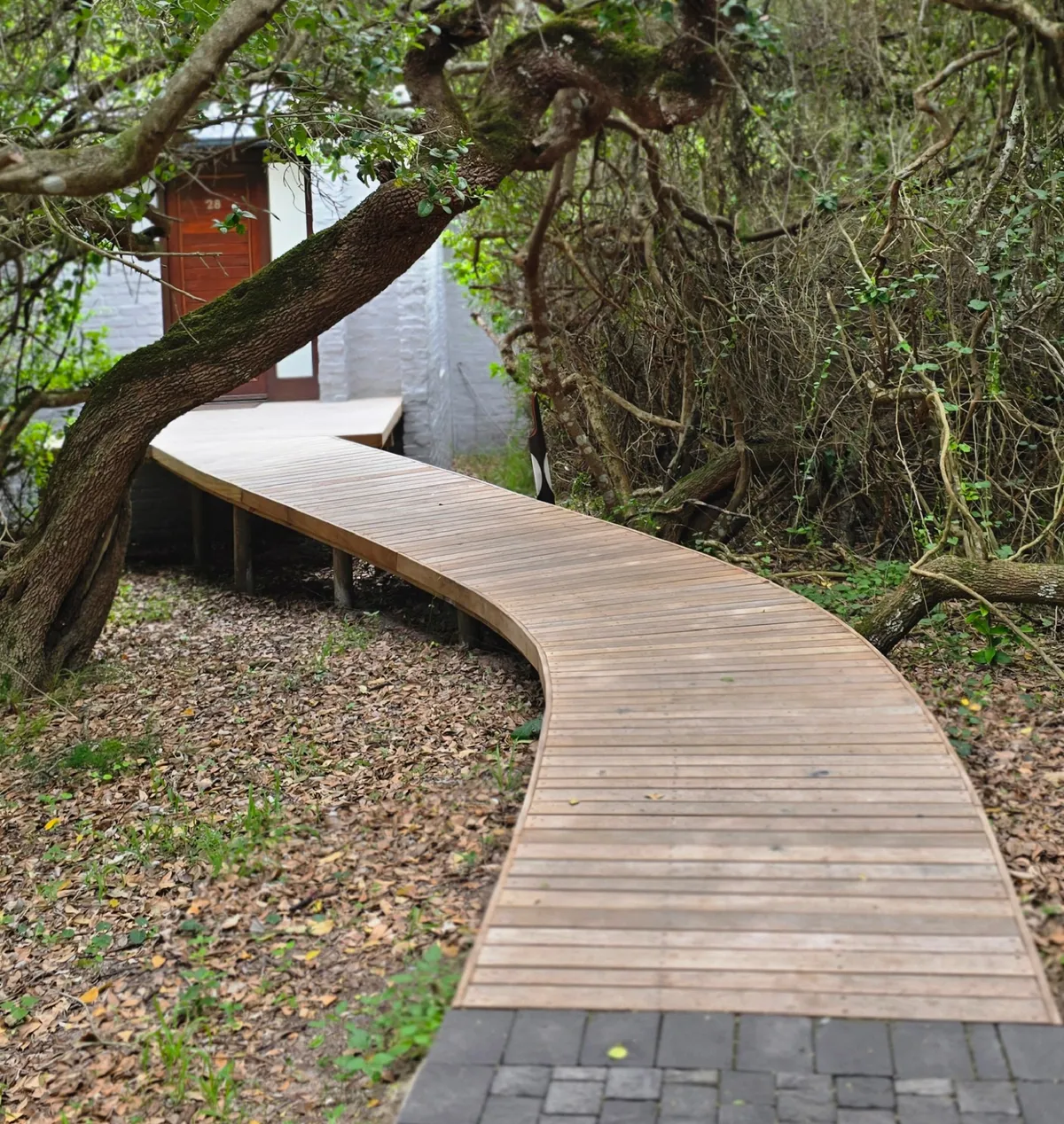 Cobblestone path through a milkwood forest leading to a lodge at Grootbos Nature Reserve, South Africa