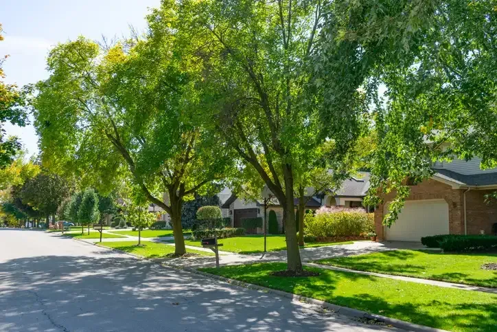 Lush green tree-lined street and residential properties in the Rathwood area.