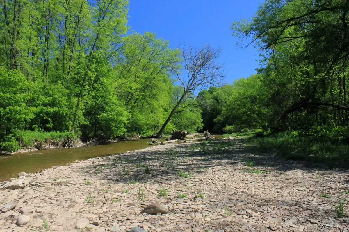 A peaceful nature scene showing the creek bed and lush green trees at Bronte Creek Provincial Park.