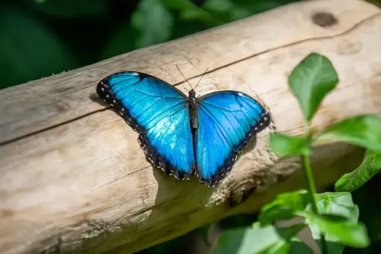 A vibrant Blue Morpho butterfly resting on a branch at the Cambridge Butterfly Conservatory tropical greenhouse.