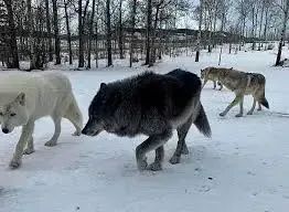 High-content wolfdogs walking through the snow at the Yamnuska Wolfdog Sanctuary near Calgary.