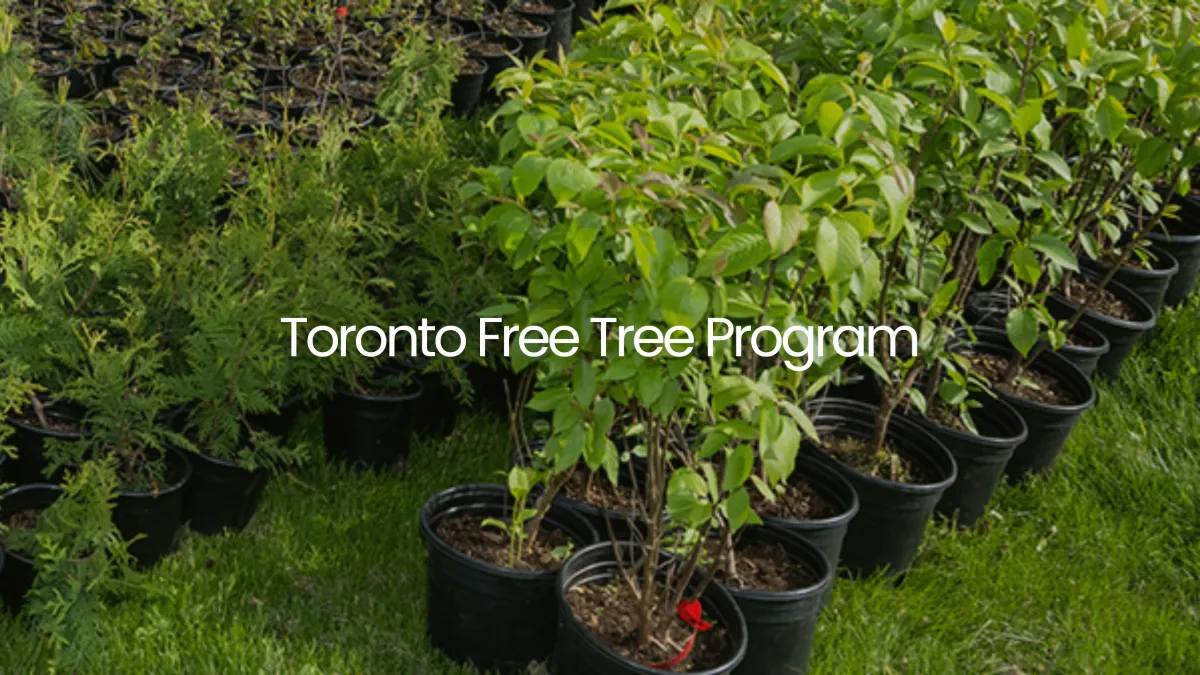 Get Free Trees in Toronto: Spring & Fall Free Tree Program Guide
