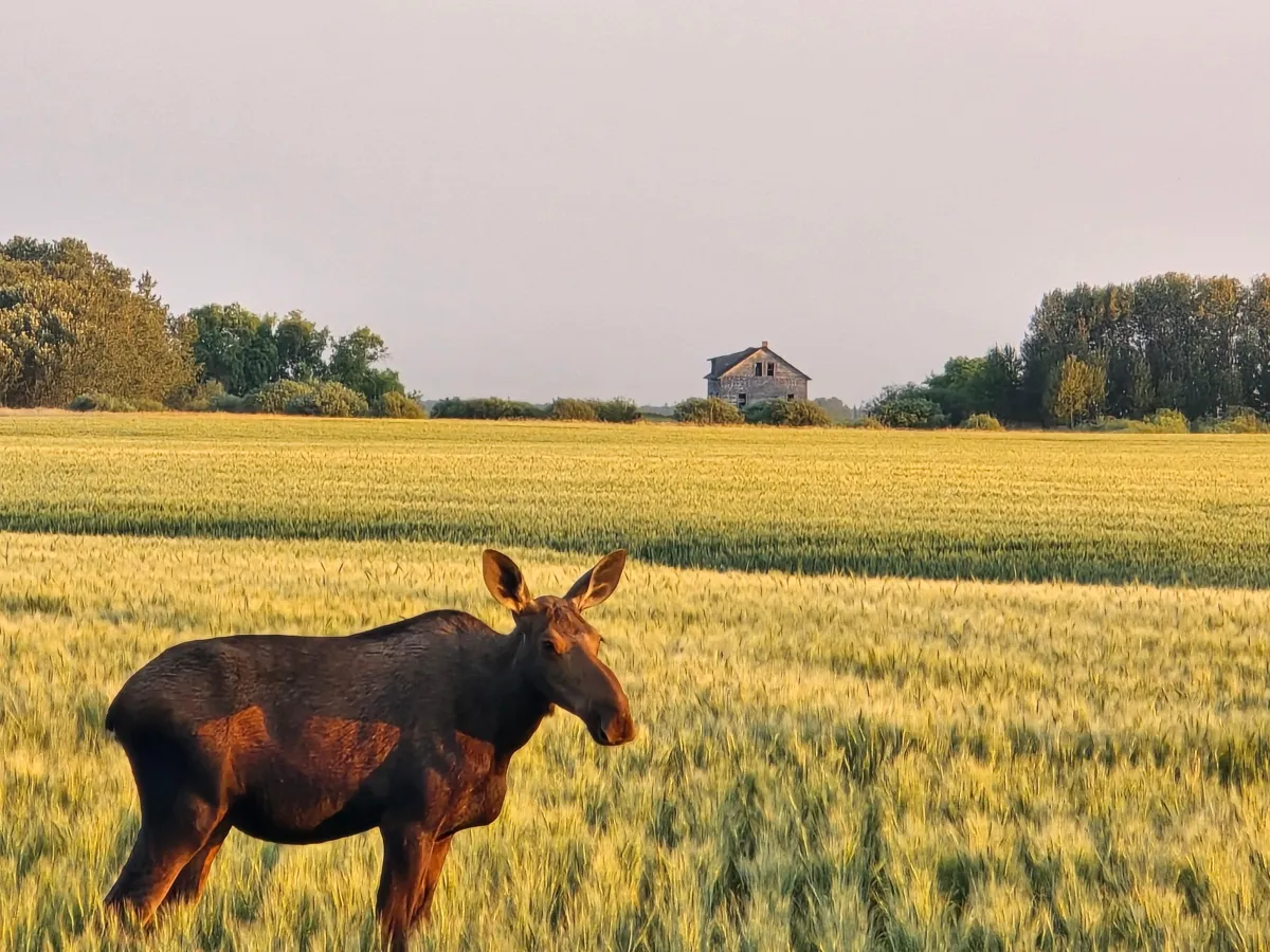 A Crown Chiro practitioner providing chiropractic care to a patient near Indian Head, SK