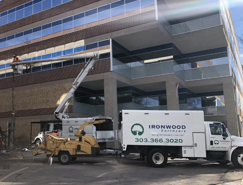 Ironwood Earthcare crew performing commercial tree maintenance at a Denver property