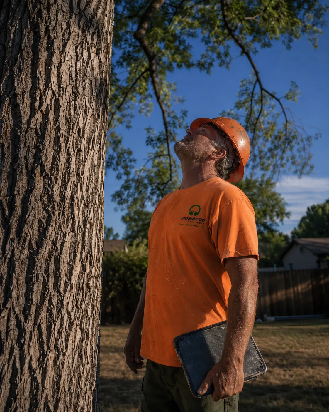 ISA Certified Arborist inspecting an ash tree in Aurora, Colorado