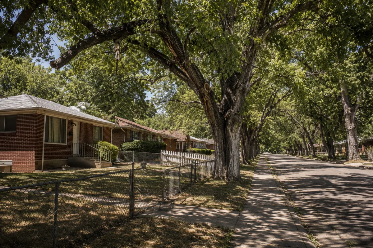 1950s street with mature Siberian elm in Aurora, Colorado