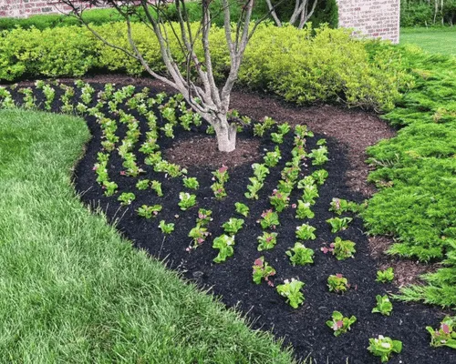 Bed Maintenance in Lansing