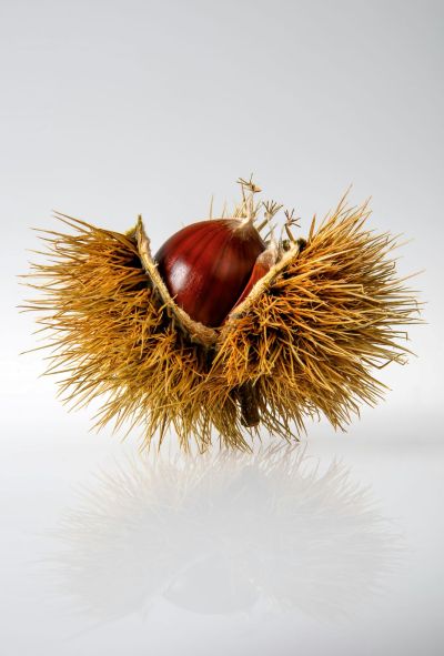 Maroni-Bild-Eva-Kristandl