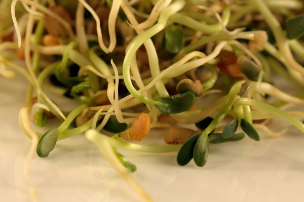 mungbohnensprossen-bild-evakristandl