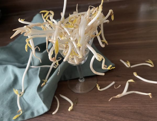 gemuese-offensive-mungbohnensprossen-evakristandl