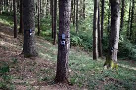 trees health being monitored in Norfolk